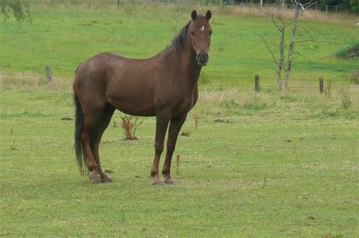 Anden særlig race Montoya<3 billede 20