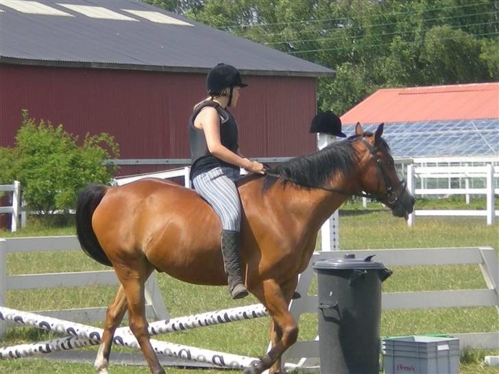 Anden særlig race Robin. (Tidl. part) - Uden saddel... Dejligt...=0) billede 7