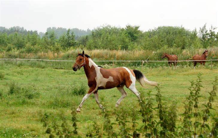 Pinto Højvang's Ikaros  - Juli 2009 billede 2