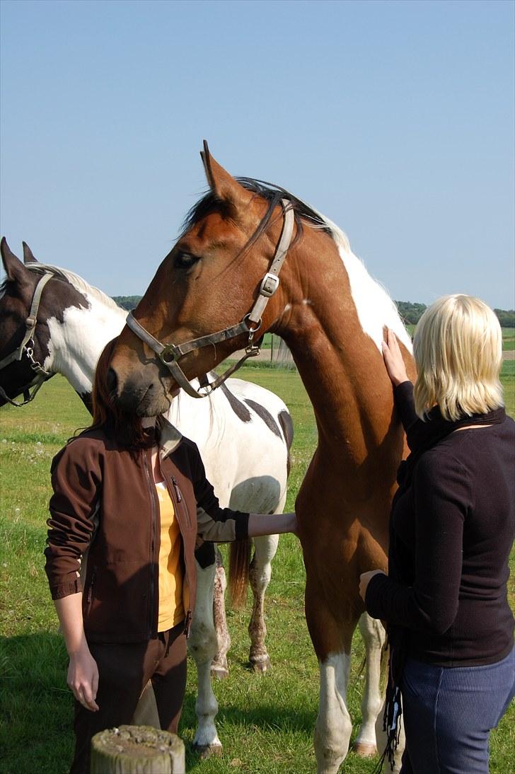 Pinto Højvang's Ikaros  - Da vi mødte Ikaros første gang, juni 2009. <3 billede 5