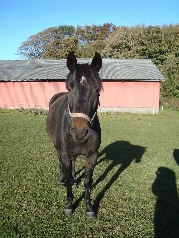 Anden særlig race Emilio (har passet) - velkommen til Emil´s profil<3 billede 1