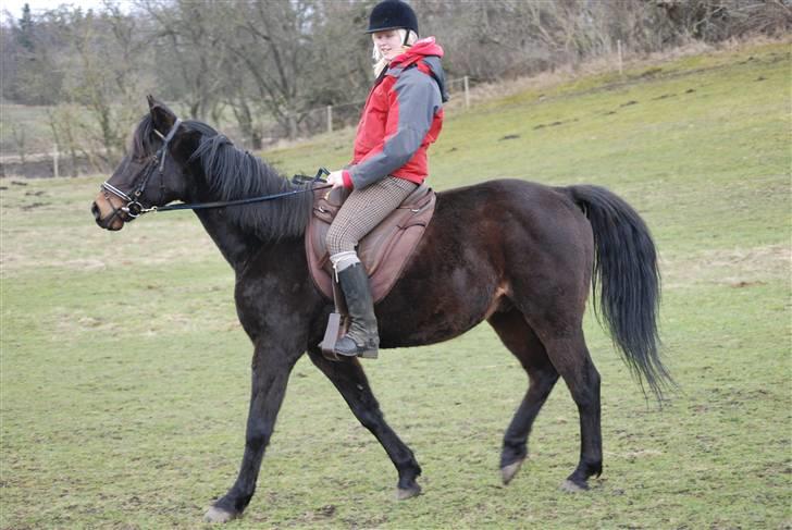 Anden særlig race Emilio (har passet) - Tulle på Emil ;D billede 4