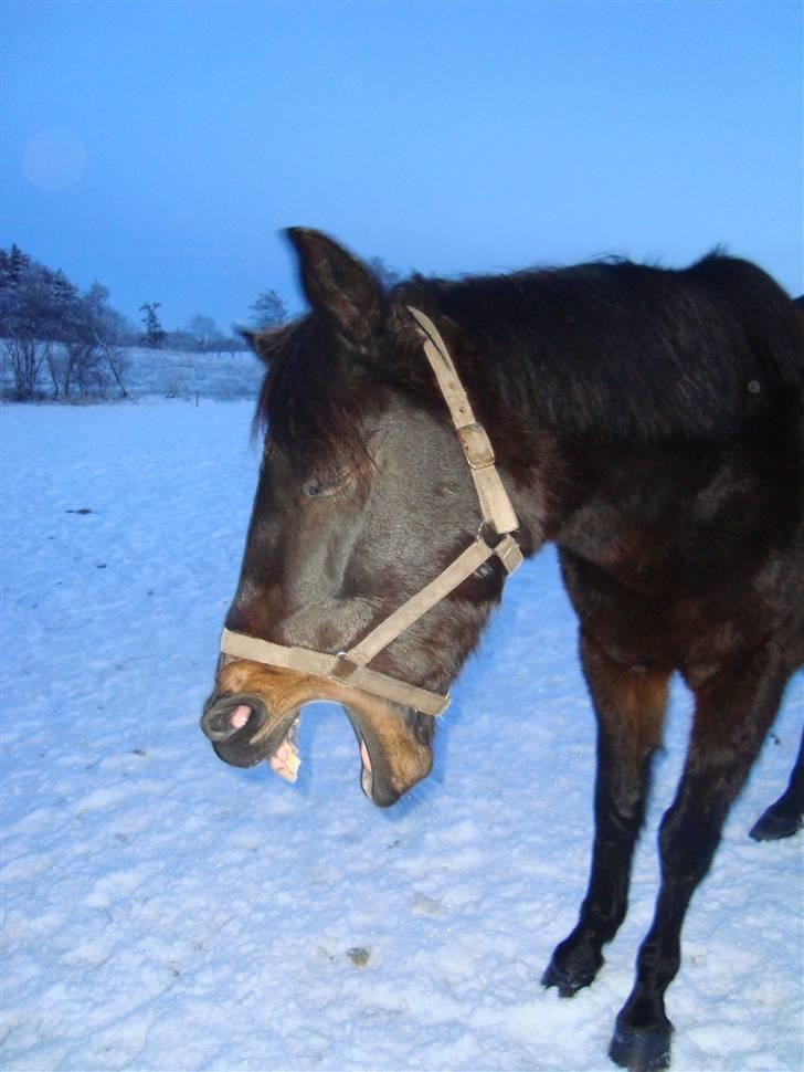 Anden særlig race Emilio (har passet) - Gaaaab xD billede 6