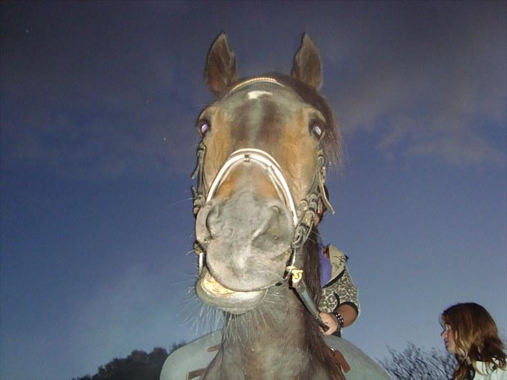 Anden særlig race Emilio (har passet) billede 8