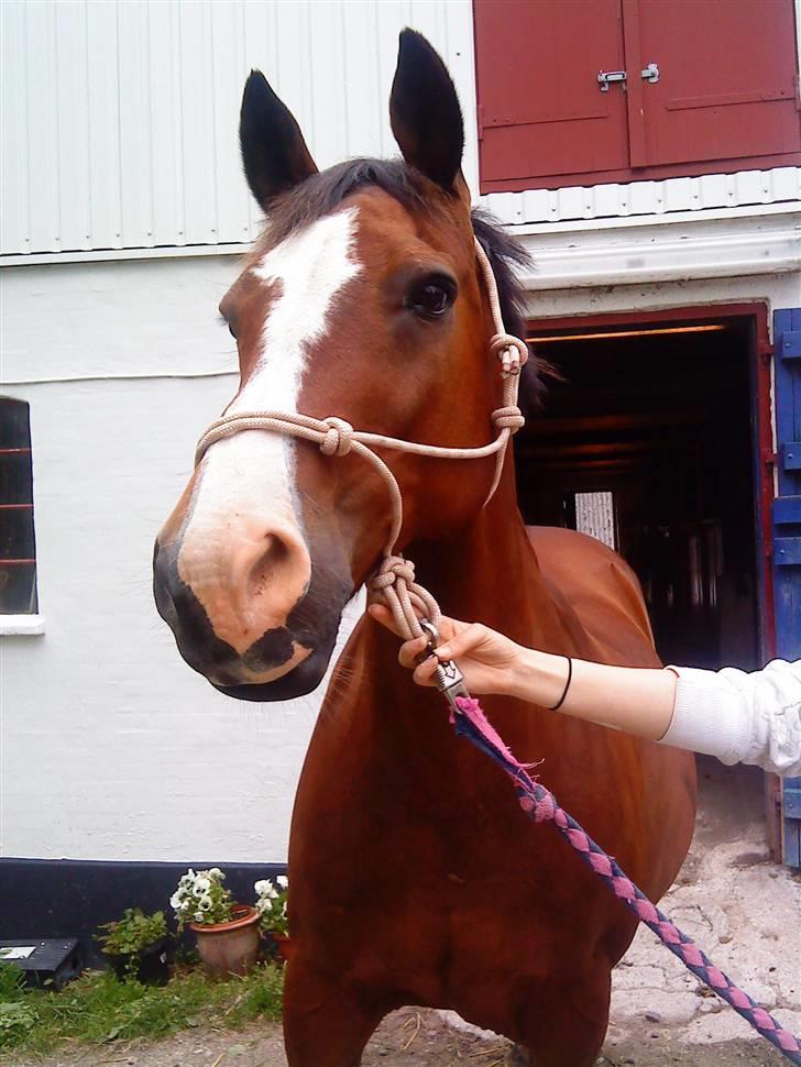 Dansk Varmblod  Uniqe - Bedste ven- SAVN - 11# Skatman leger modil? Fiiin hest :D Foto : tror det var Misse ? :) 09! billede 11