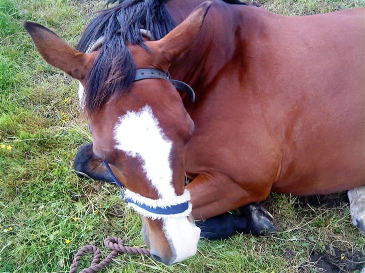 Dansk Varmblod  Uniqe - Bedste ven- SAVN - 12#Skulle ned og hente Uniqe, da han sku´op og have for sko på. Så sad vi lige og puttede lidt<3 Han er sku såå dejlig <3 Foto : mig 09! billede 12