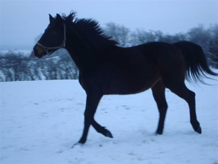 Anden særlig race Emilio (har passet) billede 15