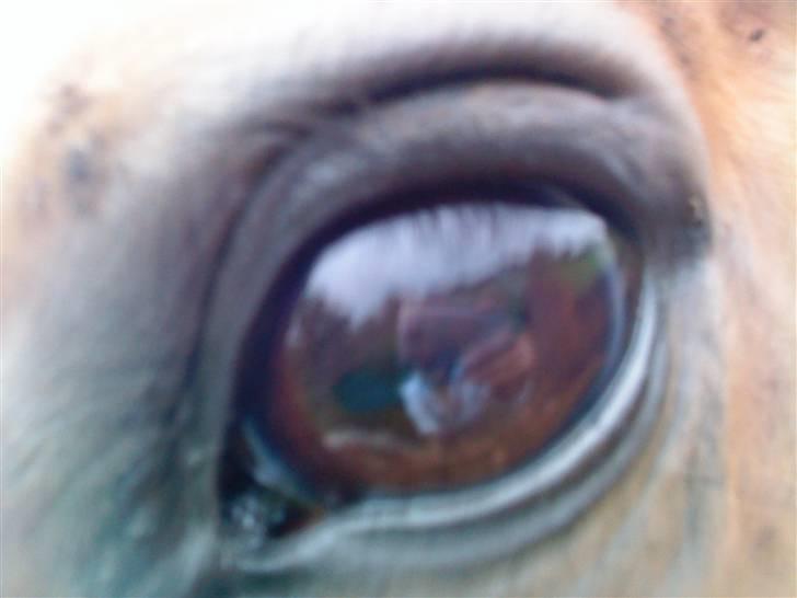 Dansk Varmblod  Uniqe - Bedste ven- SAVN - 13#Hans smukke, smukke øje<3 Foto : mig, 09 ! billede 13