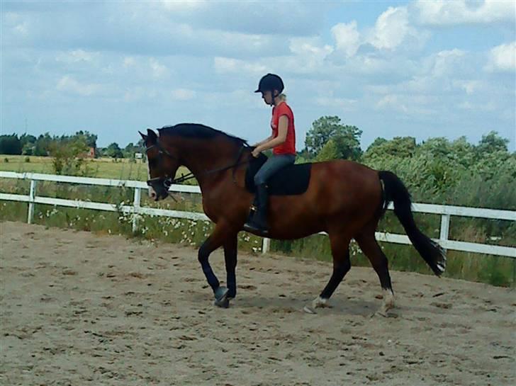 Dansk Varmblod  Uniqe - Bedste ven- SAVN - 14#Han er blevet såå, såå dygtig :D Foto : Misse 08! billede 14