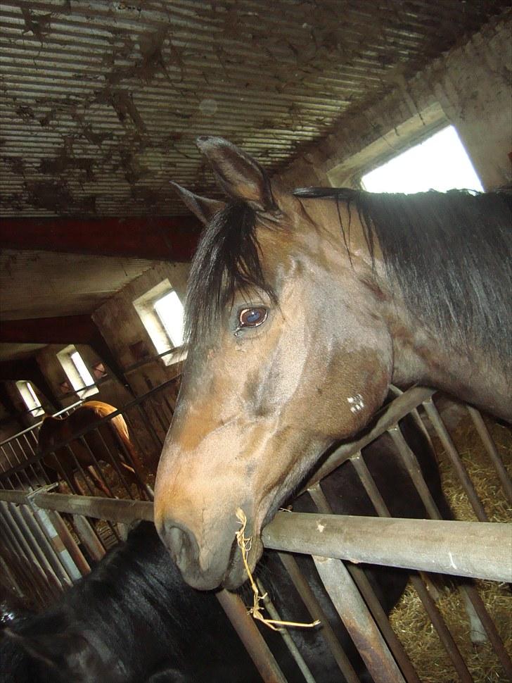 Anden særlig race Emilio (har passet) -  Tulle på Emil d. 2/4-10 billede 16