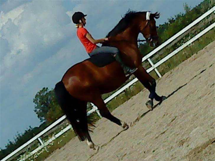 Dansk Varmblod  Uniqe - Bedste ven- SAVN - 17#Uniqe & jeg rider dressur. Foto : Misse 09! billede 16