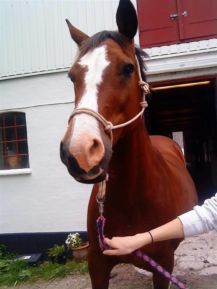 Dansk Varmblod  Uniqe - Bedste ven- SAVN - 18# Uniqe leger lige model igen :D Foto : Misse 09! billede 17