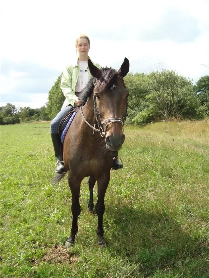 Anden særlig race Emilio (har passet) billede 19