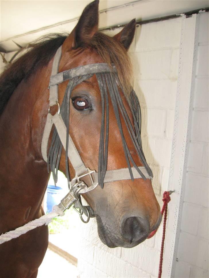 Welsh Cob (sec D) Gribvads Leading Silver - nåår :) billede 12