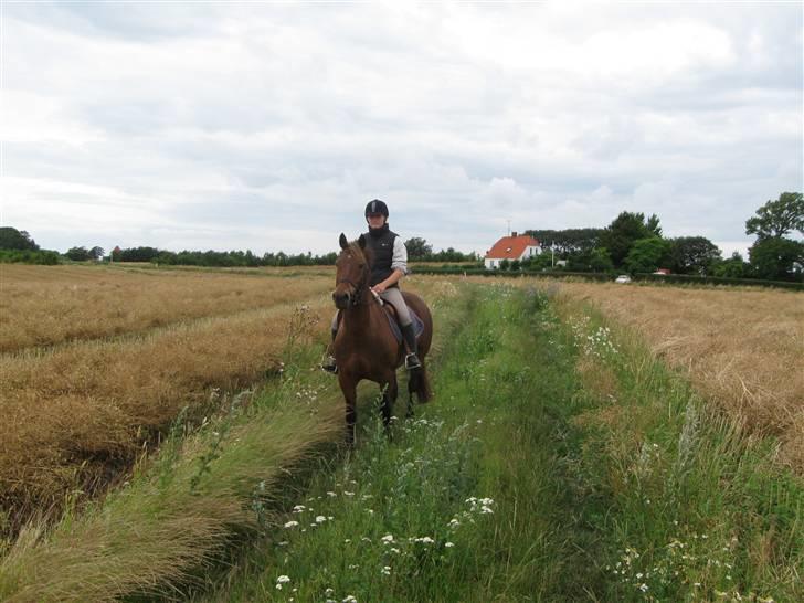 Welsh Cob (sec D) Gribvads Leading Silver - ude på en god hygge tur billede 13