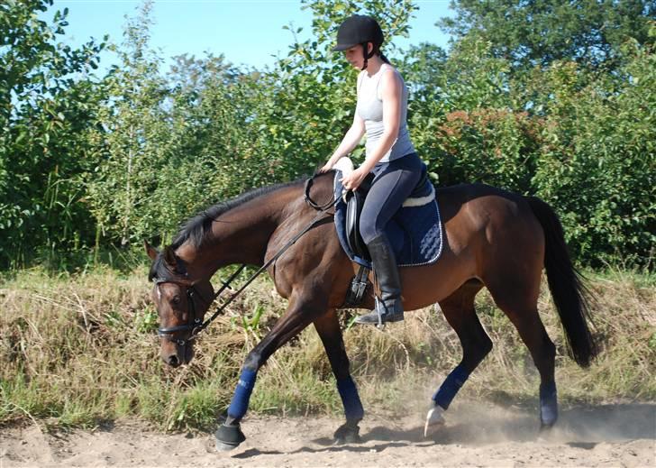 Fuldblod (XX) Orange Match - opvarmning billede 10