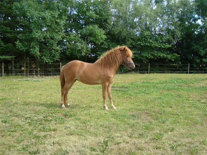 Islænder Saga fra Dalsgaard billede 2