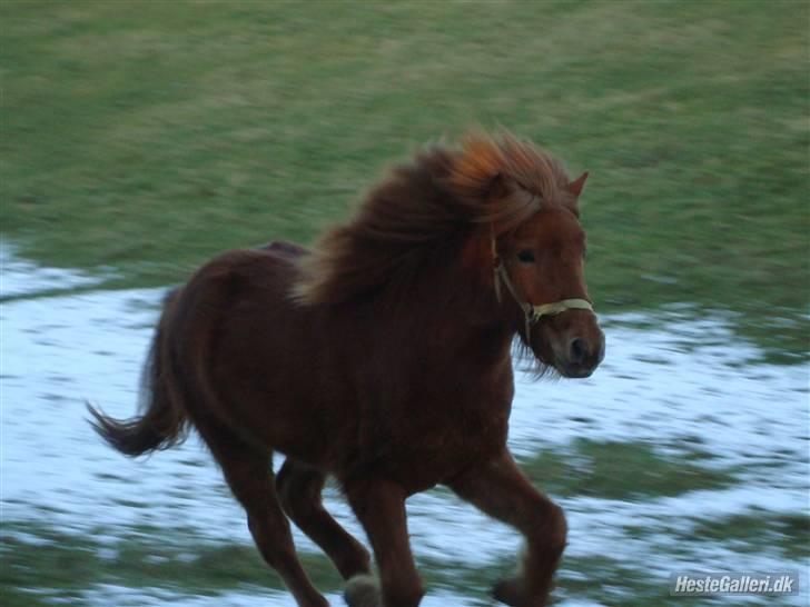 Islænder Saga fra Dalsgaard billede 3