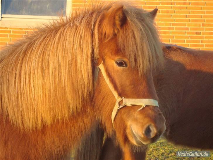 Islænder Saga fra Dalsgaard billede 4