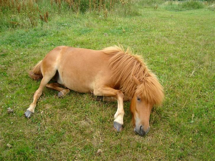 Islænder Saga fra Dalsgaard billede 5
