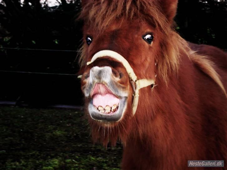 Islænder Saga fra Dalsgaard billede 6