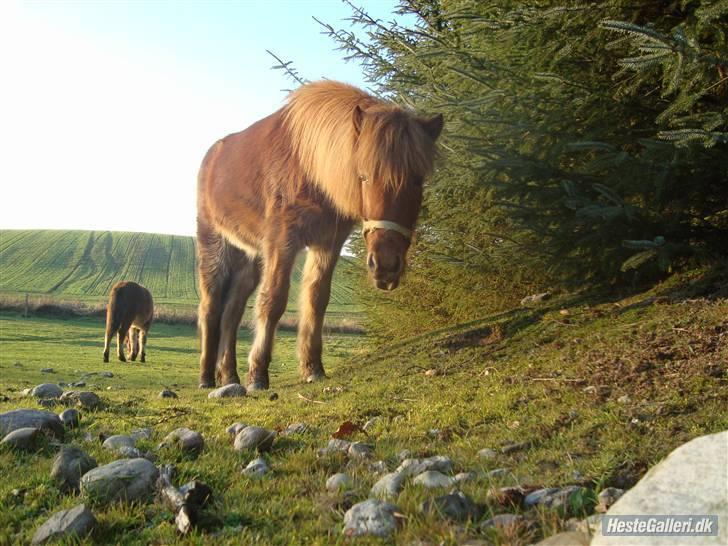 Islænder Saga fra Dalsgaard billede 7