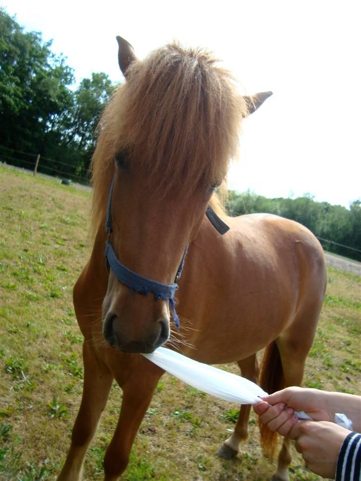 Islænder Saga fra Dalsgaard billede 8