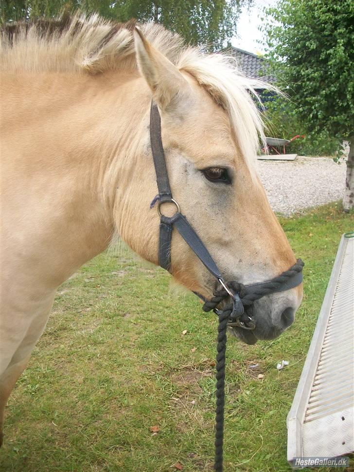 Anden særlig race tundhild (: . R.I.P :-(  - velkommen til tundhild´s profil (: læg meget gerne en bedømmelse og en kommentar.  billede 1