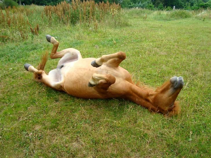 Islænder Saga fra Dalsgaard billede 9