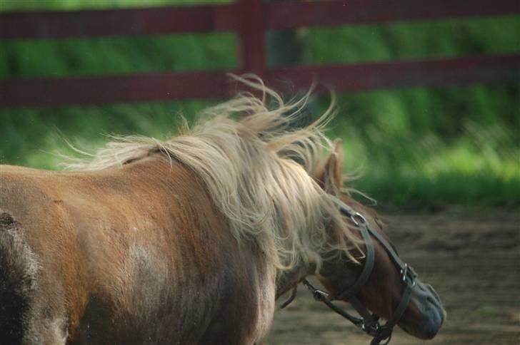 Shetlænder Prins billede 19