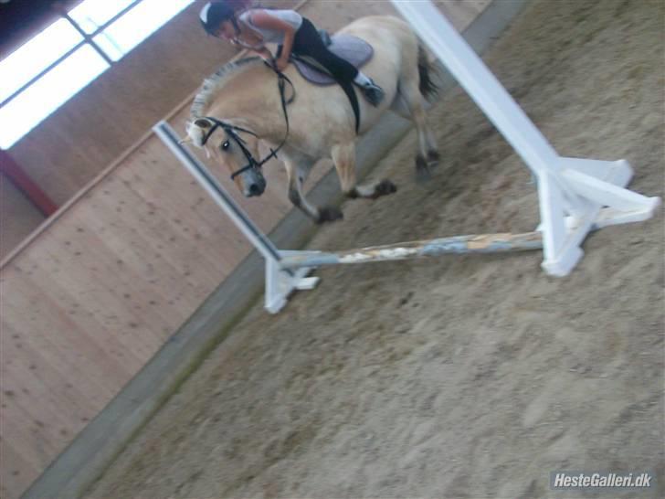 Anden særlig race tundhild (: . R.I.P :-(  billede 12