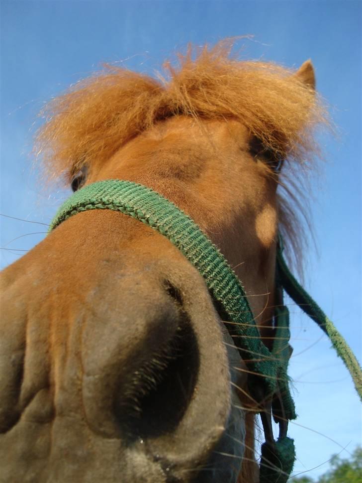 Islænder Saga fra Dalsgaard billede 10