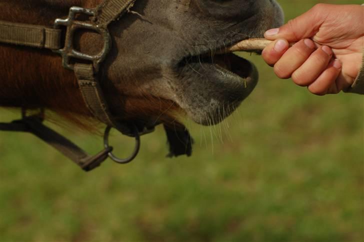 Shetlænder Prins billede 20