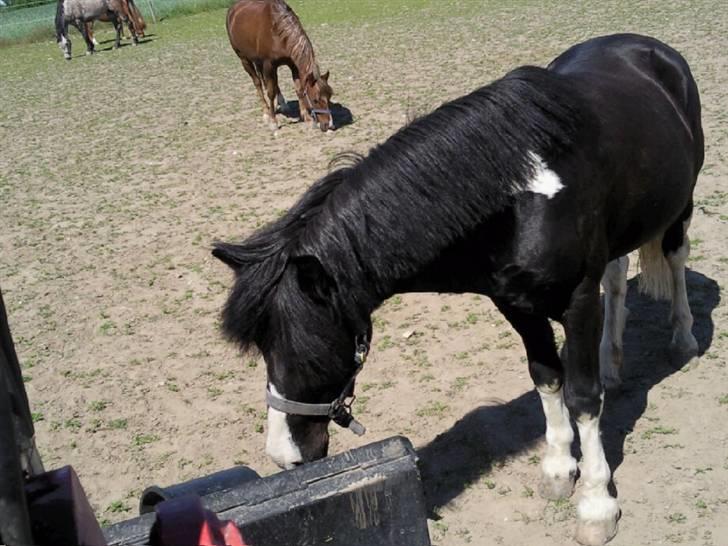 Anden særlig race Trigger (min gamle pony) - En tur på folden :) min pony er nysgerri billede 1