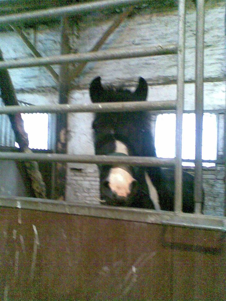 Anden særlig race Trigger (min gamle pony) - Som ny billede 2