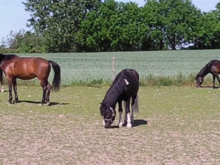 Anden særlig race Trigger (min gamle pony) - En tur på folden :)  billede 3
