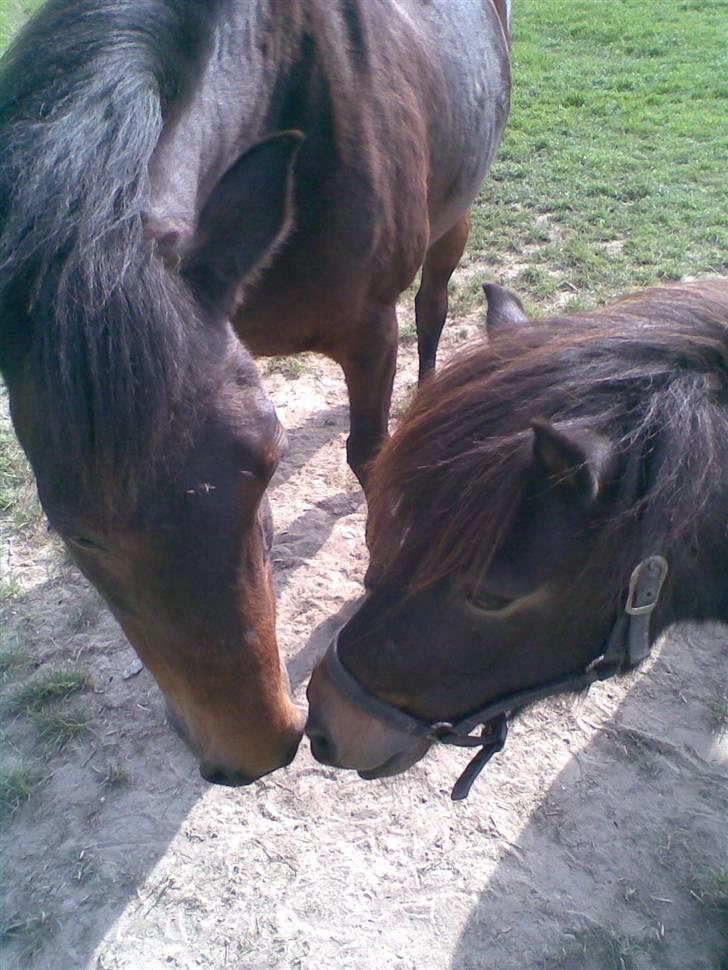 Anden særlig race Toffee R.I.P. - Et af mine yndlingsbilleder.. Pichan og Toffee <3 billede 15