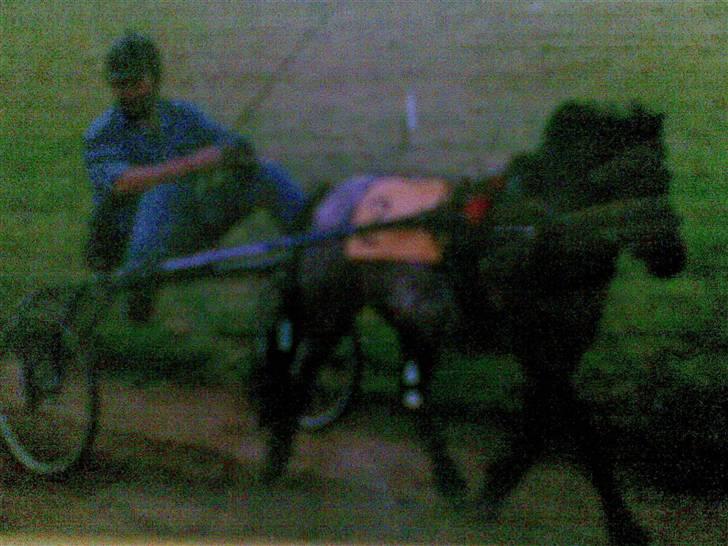 Anden særlig race Bandit<3 R.I.P 2001;'/ - Min far i løb xD<3 billede 3