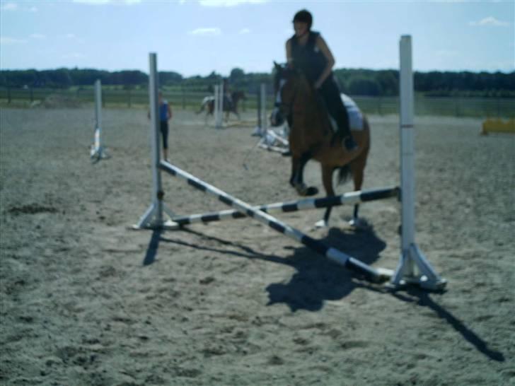 Anden særlig race Sir Richard rideskolepony billede 19