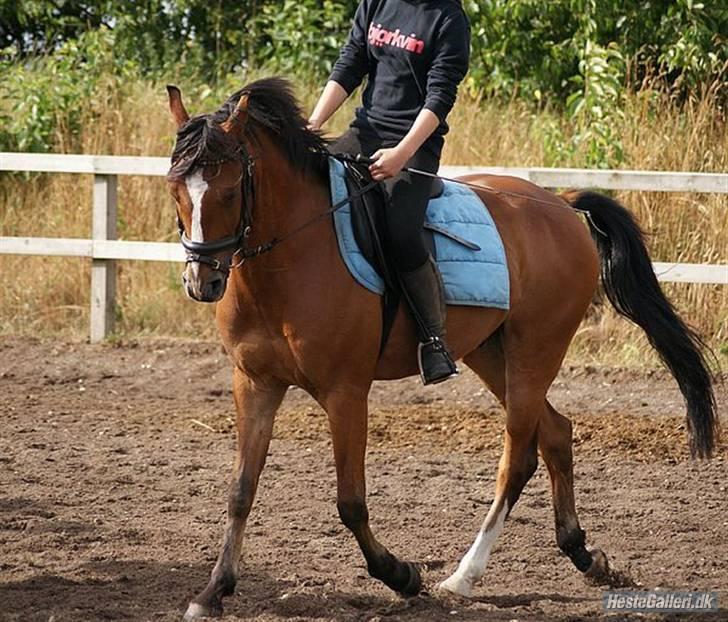 Anden særlig race Clements Mini (L) solgt  - Clements Mini, og min far d. 23/7 - 09 - Sidste dressur træning, inden Mini kom hjem.<3 billede 13