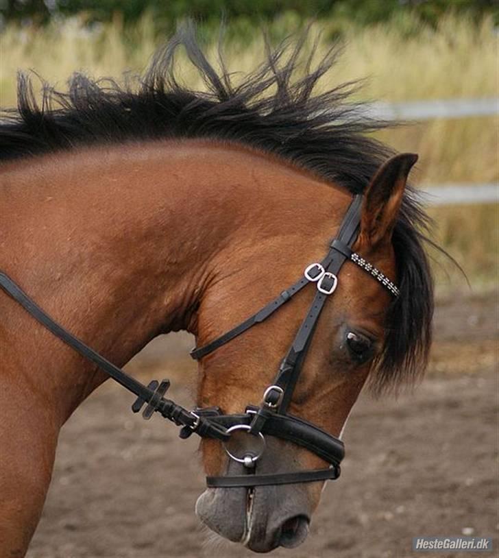 Anden særlig race Clements Mini (L) solgt  - AnnieStaal & ClementsMini. <3 d. 23/7 - 09 - Sidste dressur træning inden Mini kom hjem<3 billede 11