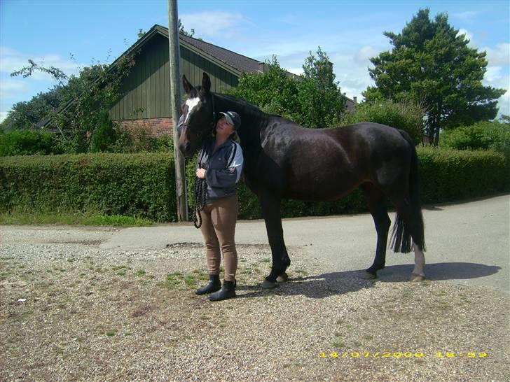 Dansk Varmblod Jacqueline Egeris**solgt* - velkommen til Jacqueline´s profil billede 1