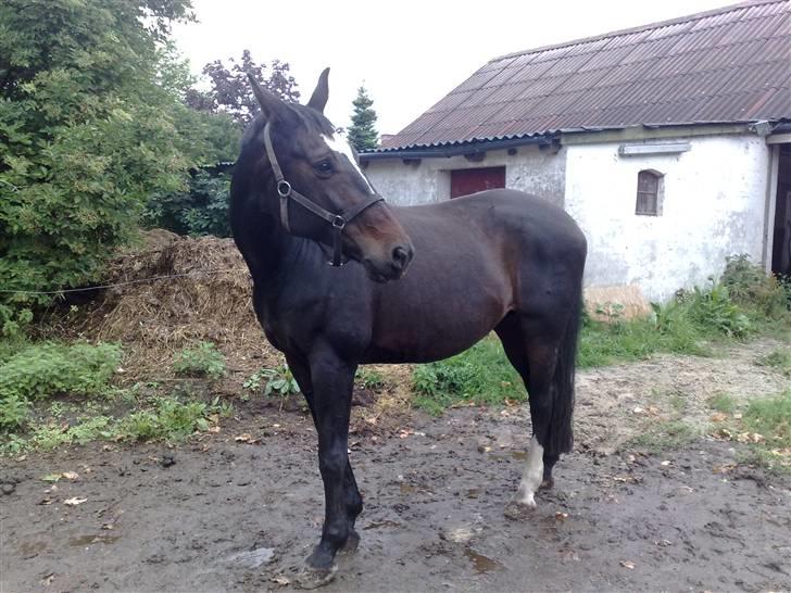 Dansk Varmblod Jacqueline Egeris**solgt* - første dag hjemme hos mig billede 2