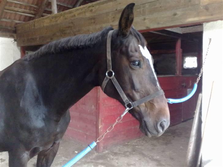 Dansk Varmblod Jacqueline Egeris**solgt* - så kom den lange man af og halen blev studset, den rørte gulvet billede 3