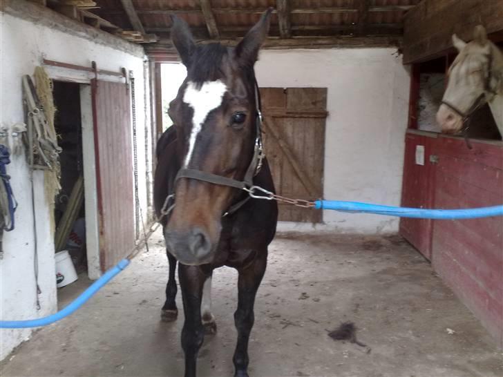 Dansk Varmblod Jacqueline Egeris**solgt* - elsker at blive striglet og hygget om billede 4