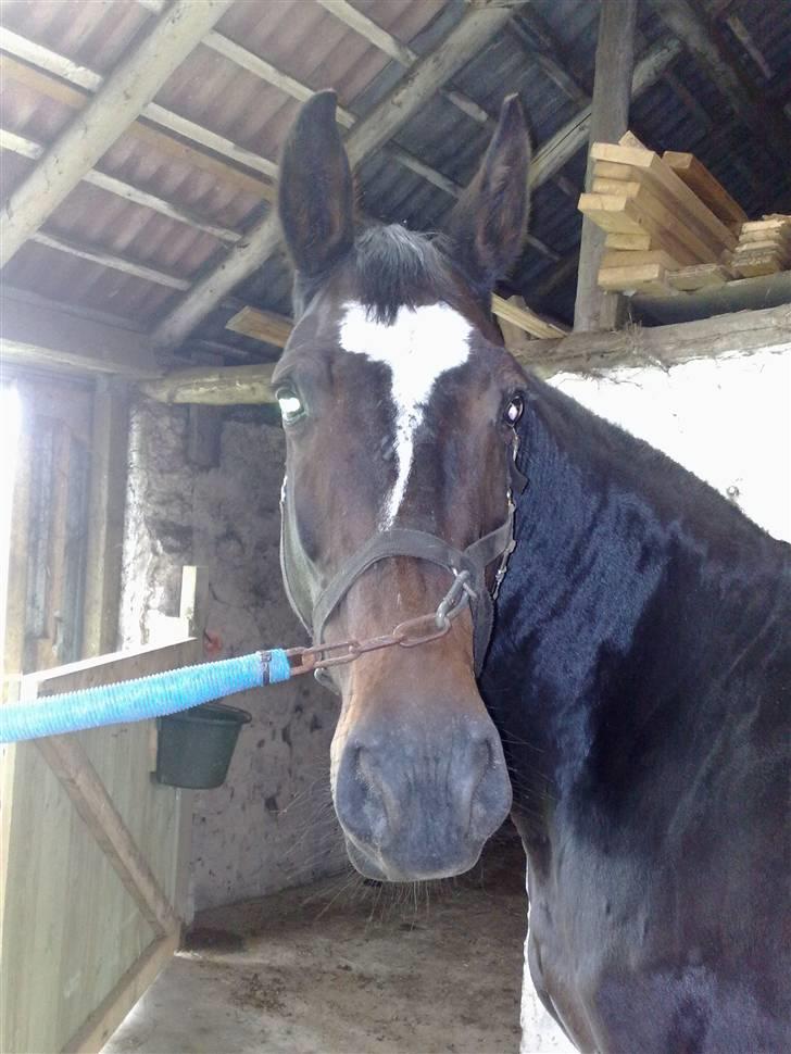 Dansk Varmblod Jacqueline Egeris**solgt* - hvad laver du? billede 5