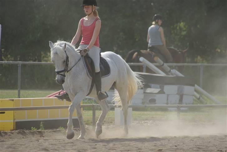 Irsk Sportspony Mistys Dream **SOLGT** - kom ikk her og sig hun ikk kan gå på sine ben.. :o) (ridelejre 2009 i nvr) billede 2