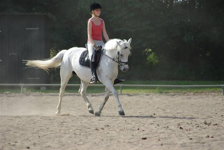 Irsk Sportspony Mistys Dream **SOLGT** - (ridelejre 2009 i nvr) billede 3