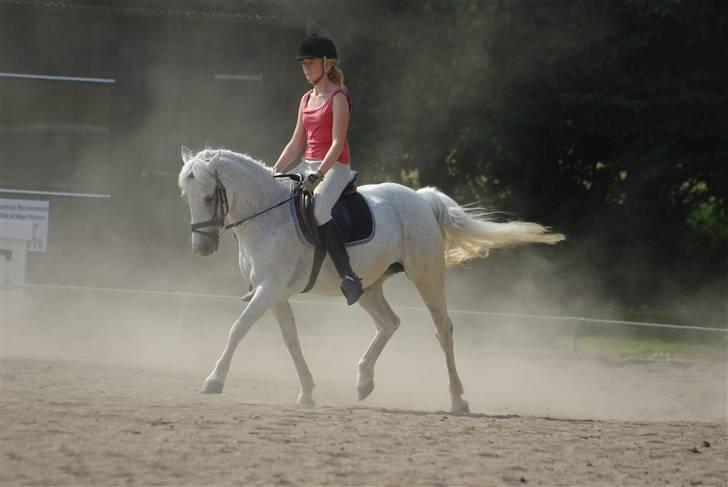 Irsk Sportspony Mistys Dream **SOLGT** - det er altså en spring pony det der..?! :o) (ridelejre 2009 i nvr) billede 4