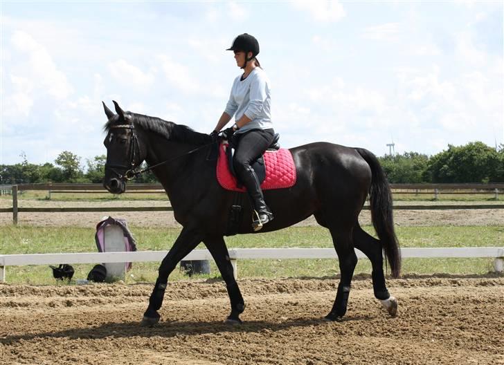Oldenborg Chanel ( R.I.P) - træning juli billede 10